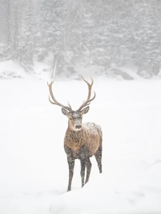 Framed Print : Male red deer with large antlers standing in snowy field in winter Framed Print : Male red deer with large antlers standing in snowy field in winter