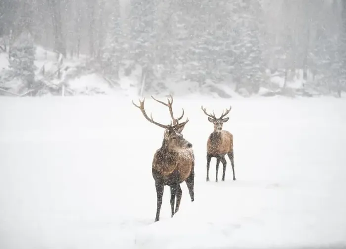 Framed Print : Two male red deer standing at edge of woods on a snowy day Framed Print : Two male red deer standing at edge of woods on a snowy day