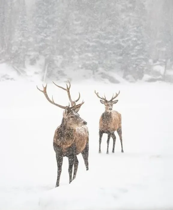 Framed Print : Two male red deer standing at edge of woods on a snowy day Framed Print : Two male red deer standing at edge of woods on a snowy day