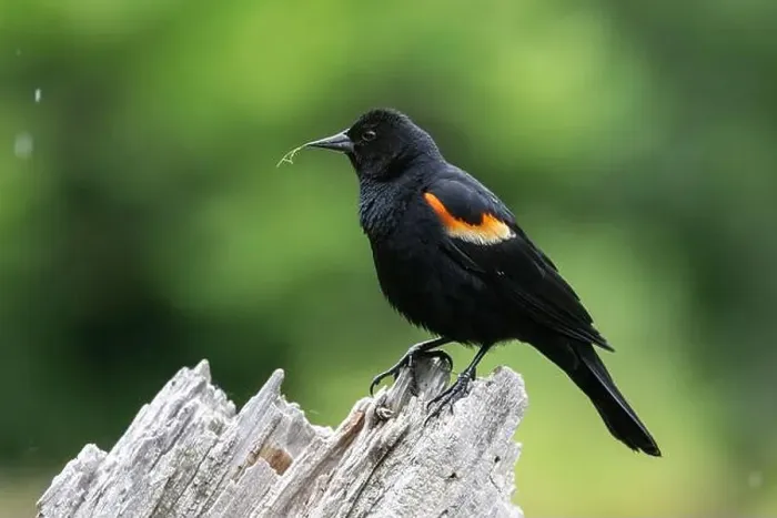 Framed Print : Male red-winged blackbird (Agelaius phoeniceus) Framed Print : Male red-winged blackbird (Agelaius phoeniceus)