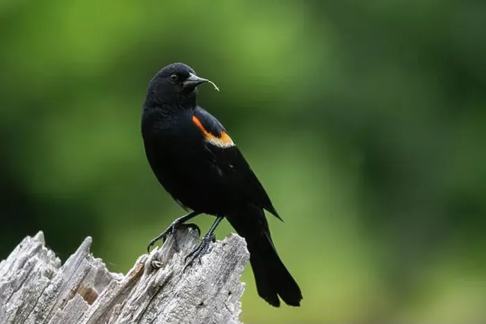 Framed Print : Male red-winged blackbird (Agelaius phoeniceus) Framed Print : Male red-winged blackbird (Agelaius phoeniceus)