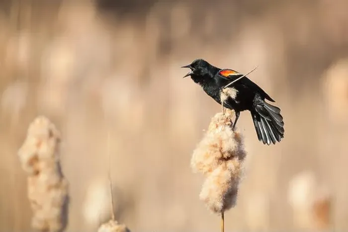 Framed Print : Male Red-winged Blackbird calling from atop a cattail