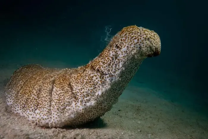 Framed Print : Male sea cucumber - standing on end, and spewing male gametes into the water Framed Print : Male sea cucumber - standing on end, and spewing male gametes into the water