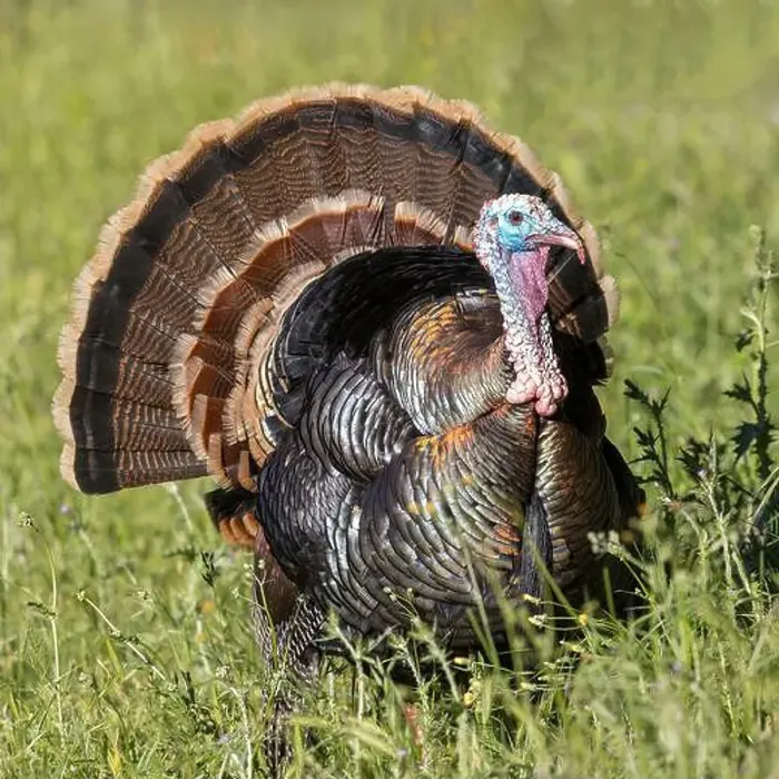 Framed Print : Male (Tom) Wild Turkey Strutting and Displaying. Los Altos Hills, Santa Clara County, California, USA Framed Print : Male (Tom) Wild Turkey Strutting and Displaying. Los Altos Hills, Santa Clara County, California, USA