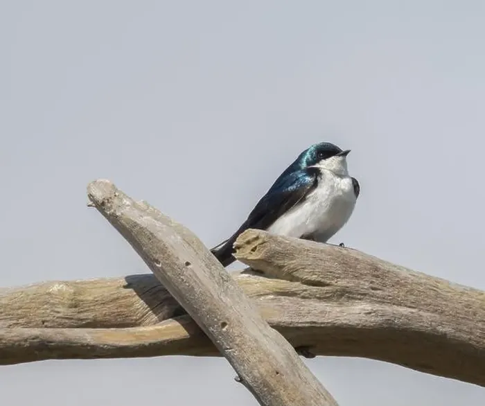 Framed Print : Male Tree Swallow standing on driftwood in Ontario with blue sky background Framed Print : Male Tree Swallow standing on driftwood in Ontario with blue sky background