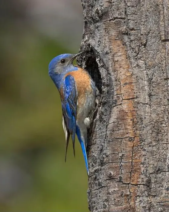 Framed Print : male Western Bluebird at nest cavity, Sierra County California Framed Print : male Western Bluebird at nest cavity, Sierra County California