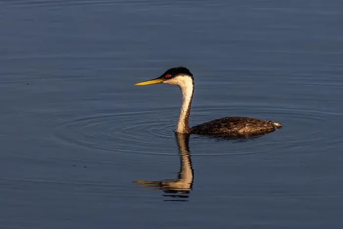 Framed Print : Male western grebe at Ninepipe National Wildlife Refuge in the Mission Valley, Montana, USA. (Editorial Use Only) Framed Print : Male western grebe at Ninepipe National Wildlife Refuge in the Mission Valley, Montana, USA. (Editorial Use Only)