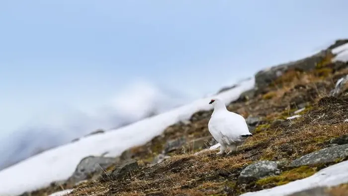 Framed Print : Male, white Svalbard Rock Ptarmigan (Lagopus muta hyperborea) in landscape in spring Framed Print : Male, white Svalbard Rock Ptarmigan (Lagopus muta hyperborea) in landscape in spring
