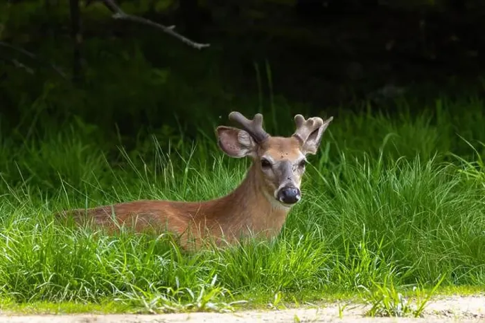 Framed Print : Male white-tailed deer (Odocoileus virginianus) in spring Framed Print : Male white-tailed deer (Odocoileus virginianus) in spring