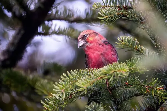 Framed Print : Male White-winged crossbill on the lookout for food Framed Print : Male White-winged crossbill on the lookout for food