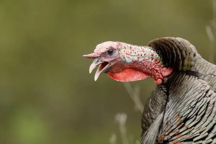Framed Print : male Wild Turkey (Melagris gallopavo) gobbling
