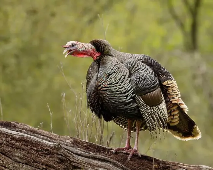 Framed Print : male Wild Turkey (Melagris gallopavo) gobbling Framed Print : male Wild Turkey (Melagris gallopavo) gobbling