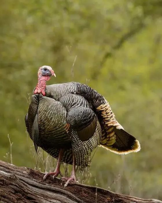 Framed Print : male Wild Turkey (Melagris gallopavo) standing on a log Framed Print : male Wild Turkey (Melagris gallopavo) standing on a log