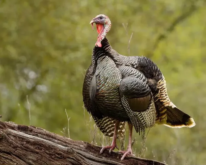 Framed Print : male Wild Turkey (Melagris gallopavo) standing on a log Framed Print : male Wild Turkey (Melagris gallopavo) standing on a log