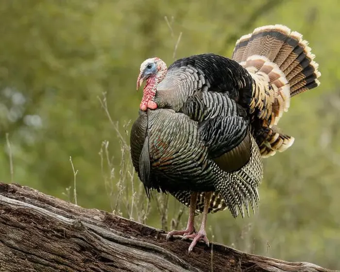 Framed Print : male Wild Turkey (Melagris gallopavo) standing on a log Framed Print : male Wild Turkey (Melagris gallopavo) standing on a log