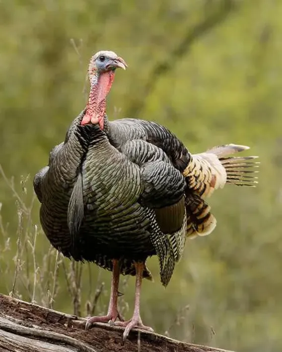 Framed Print : male Wild Turkey (Melagris gallopavo) standing on a log Framed Print : male Wild Turkey (Melagris gallopavo) standing on a log