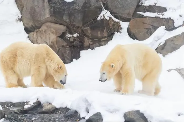 Framed Print : Two males polar bear (Ursus maritimus) in winter Framed Print : Two males polar bear (Ursus maritimus) in winter