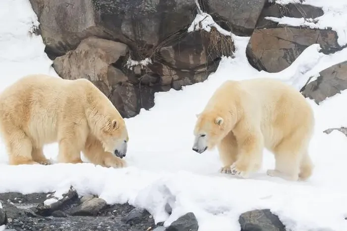 Framed Print : Two males polar bear (Ursus maritimus) in winter Framed Print : Two males polar bear (Ursus maritimus) in winter
