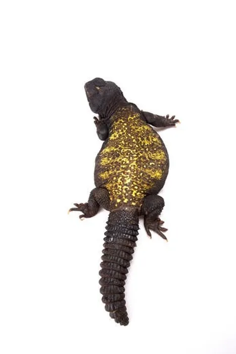 Framed Print : Mali mastigure (Uromastyx maliensis) Framed Print : Mali mastigure (Uromastyx maliensis)