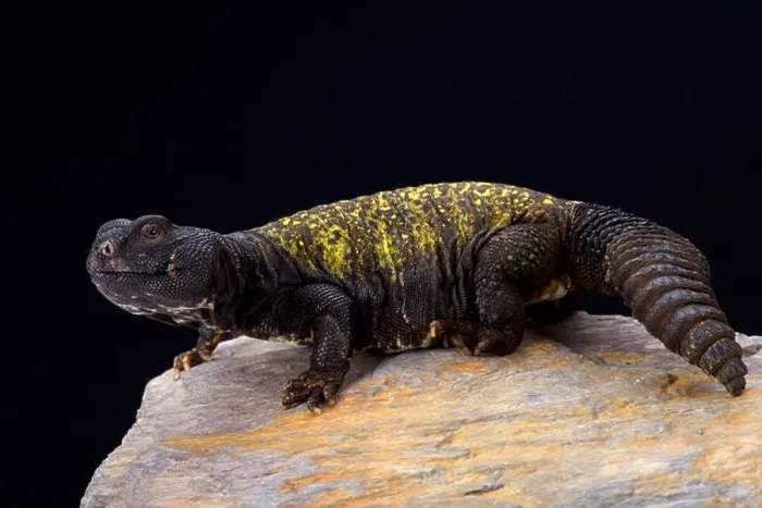 Framed Print : Mali mastigure (Uromastyx maliensis) Framed Print : Mali mastigure (Uromastyx maliensis)