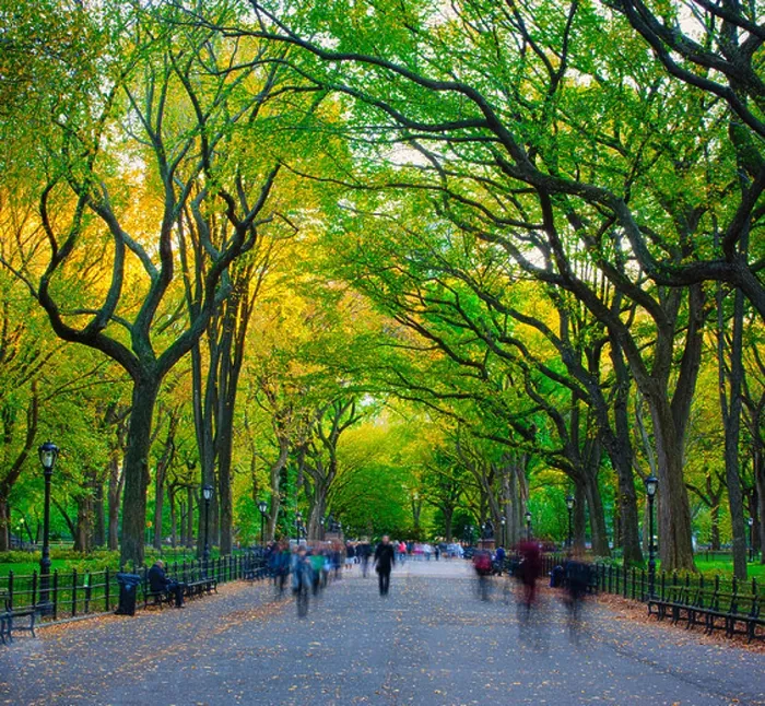 Framed Print : The Mall and Literary Walk, Central Park Framed Print : The Mall and Literary Walk, Central Park