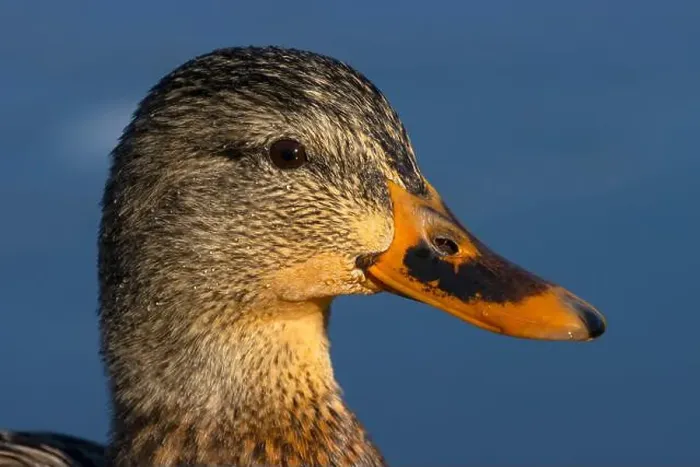 Framed Print : Mallard (Anas platyrhynchos), George C Reifel Migratory Bird Sanctuary, British Columbia, Canada