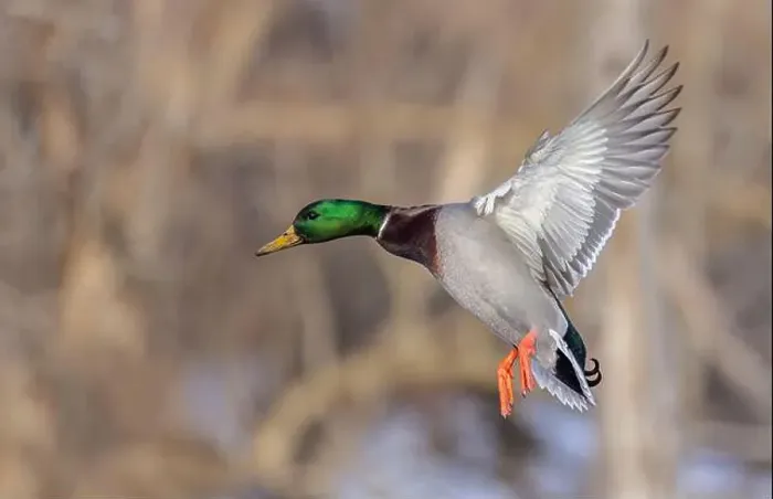 Framed Print : Mallard drake duck coming in for a landing on the Ottawa river in a Canadian winter Framed Print : Mallard drake duck coming in for a landing on the Ottawa river in a Canadian winter
