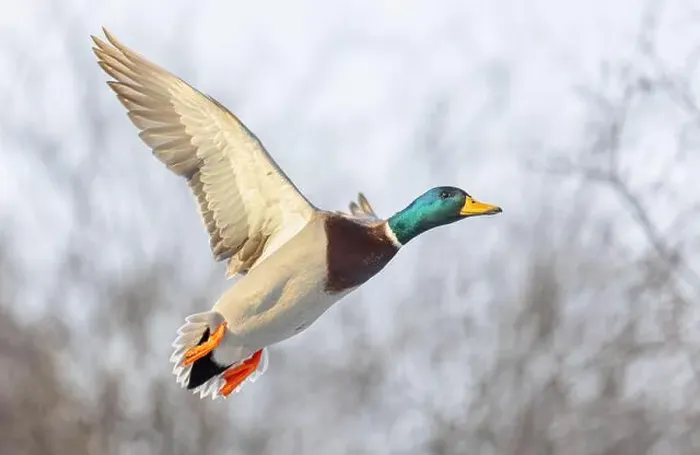 Framed Print : Mallard drake duck in flight over the Ottawa river in Canada Framed Print : Mallard drake duck in flight over the Ottawa river in Canada