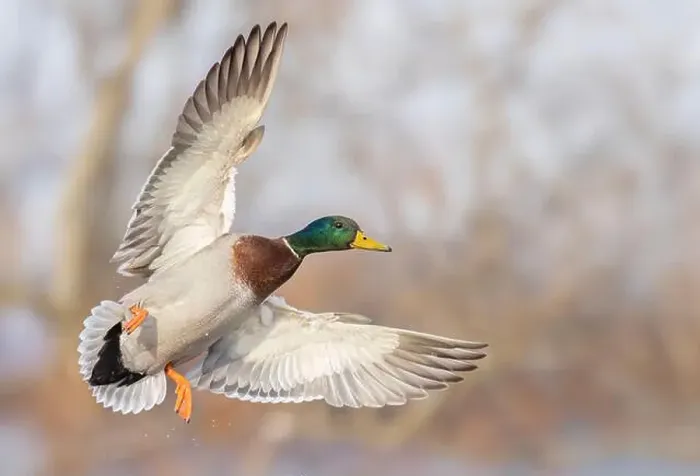 Framed Print : Mallard drake duck in flight over the Ottawa river in Canada Framed Print : Mallard drake duck in flight over the Ottawa river in Canada