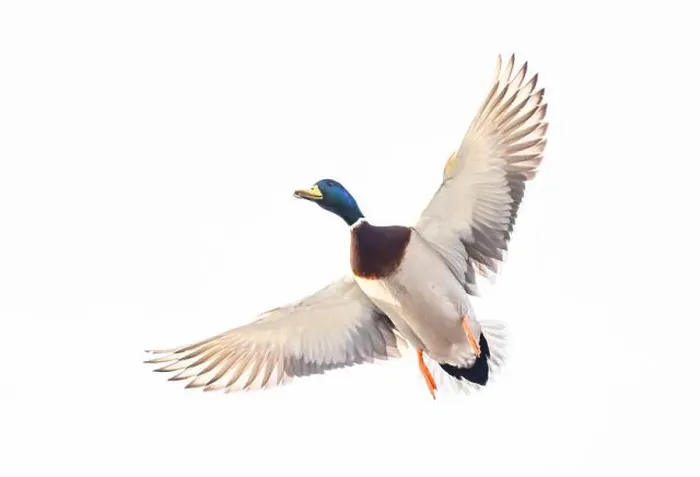 Framed Print : Mallard drake duck in a winter flight over the Ottawa river in Canada Framed Print : Mallard drake duck in a winter flight over the Ottawa river in Canada