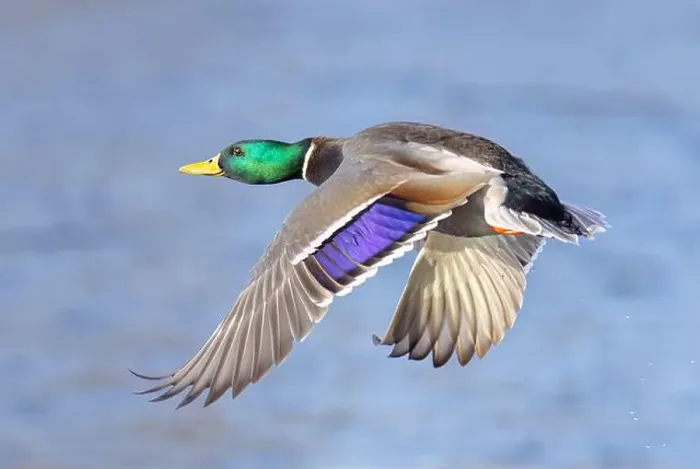 Framed Print : Mallard drake duck in a winter flight over the Ottawa river in Canada Framed Print : Mallard drake duck in a winter flight over the Ottawa river in Canada