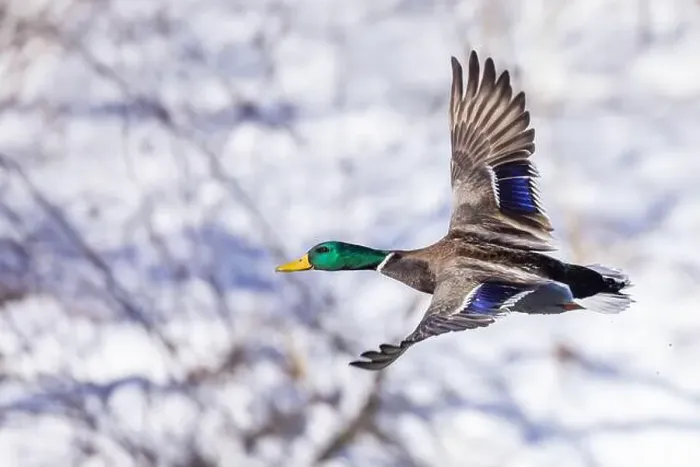 Framed Print : Mallard drake flying in winter Framed Print : Mallard drake flying in winter