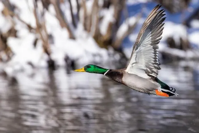 Framed Print : Mallard drake flying in winter Framed Print : Mallard drake flying in winter