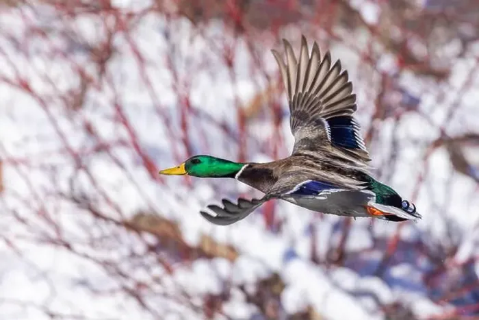 Framed Print : Mallard drake flying in winter Framed Print : Mallard drake flying in winter