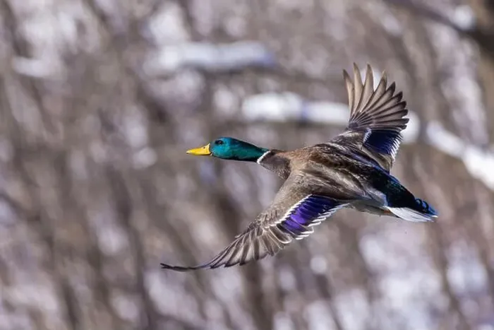 Framed Print : Mallard drake flying in winter Framed Print : Mallard drake flying in winter
