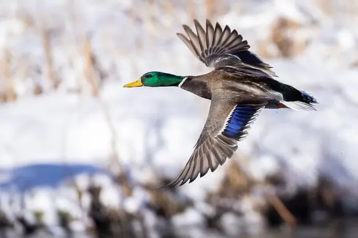 Framed Print : Mallard drake flying in winter Framed Print : Mallard drake flying in winter