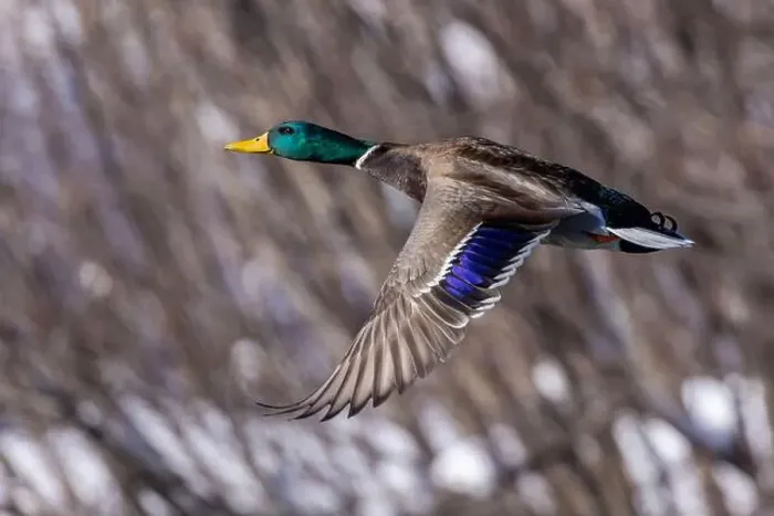 Framed Print : Mallard drake flying in winter Framed Print : Mallard drake flying in winter