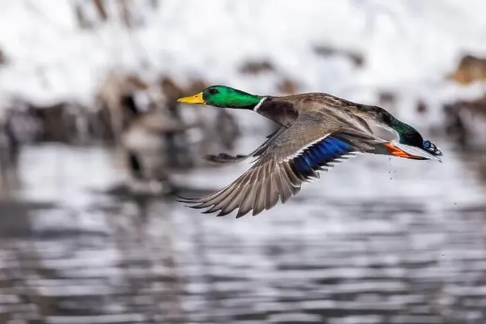 Framed Print : Mallard drake flying in winter Framed Print : Mallard drake flying in winter