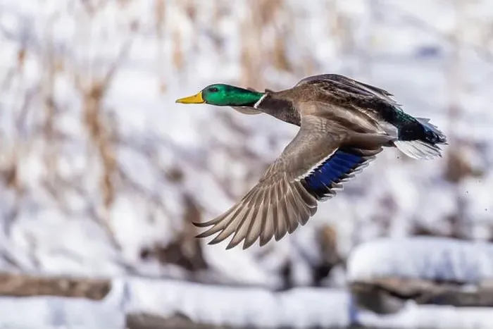Framed Print : Mallard drake flying in winter Framed Print : Mallard drake flying in winter