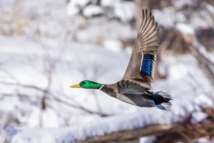 Framed Print : Mallard drake flying in winter Framed Print : Mallard drake flying in winter