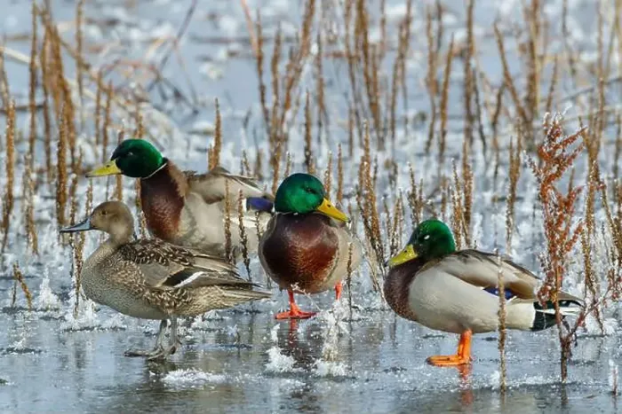 Framed Print : Mallard drakes and Northern pintail hen rest on frozen wetland Framed Print : Mallard drakes and Northern pintail hen rest on frozen wetland