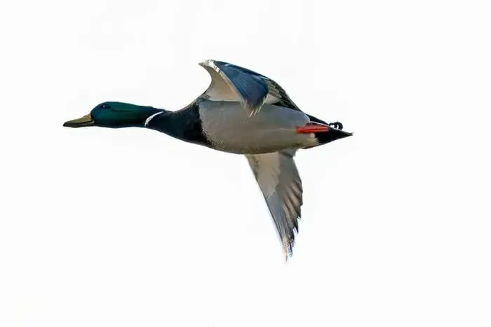 Framed Print : A Mallard duck in flight over Southwestern Ontario, Canada Framed Print : A Mallard duck in flight over Southwestern Ontario, Canada