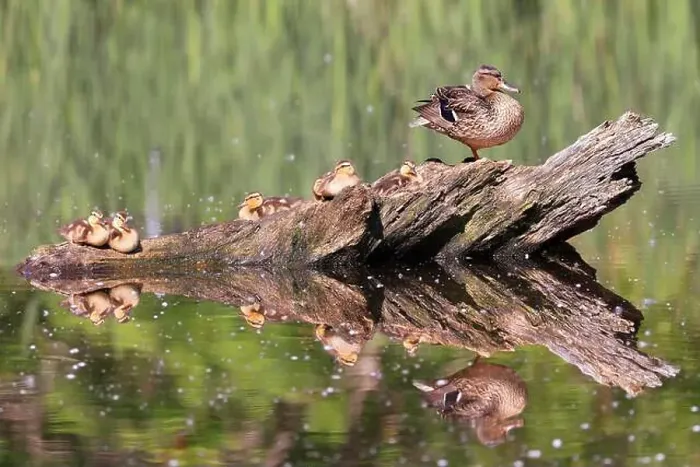 Framed Print : Mallard Duck mother and babies sitting on the tree trunk reflected on the water with green foreground and background Framed Print : Mallard Duck mother and babies sitting on the tree trunk reflected on the water with green foreground and background