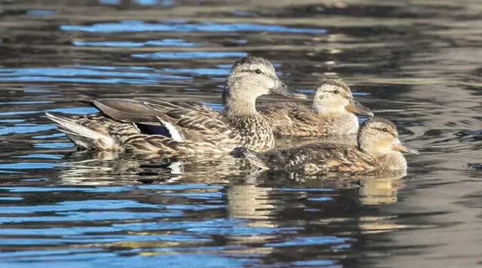 Framed Print : Mallard Duck Mother with Ducklings in Pond. Las Palmas Park, Santa Clara County, California, USA Framed Print : Mallard Duck Mother with Ducklings in Pond. Las Palmas Park, Santa Clara County, California, USA