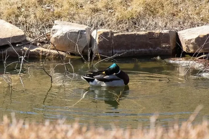 Framed Print : A Mallard scratches it's head in Arborlake Framed Print : A Mallard scratches it's head in Arborlake