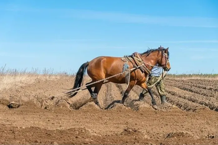 Framed Print : Man farmer with a horse harrowing a field on a sunny day. Concept of spring work in the field Framed Print : Man farmer with a horse harrowing a field on a sunny day. Concept of spring work in the field