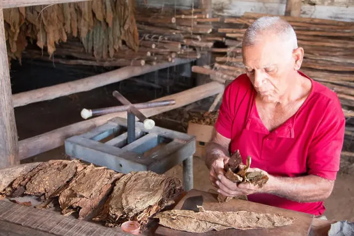 Framed Print : Man rolling a cigar at Robaina cigar factory in Vinales, Cuba Framed Print : Man rolling a cigar at Robaina cigar factory in Vinales, Cuba