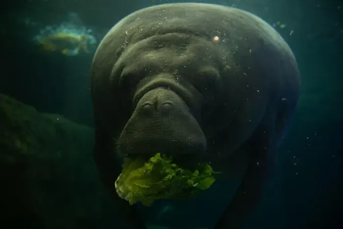 Framed Print : Manatee underwater eating lettuce in an aquarium Framed Print : Manatee underwater eating lettuce in an aquarium