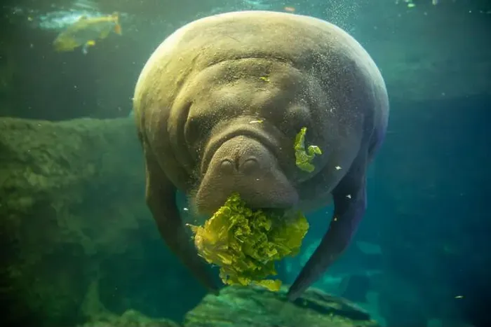 Framed Print : Manatee underwater eating lettuce in an aquarium Framed Print : Manatee underwater eating lettuce in an aquarium