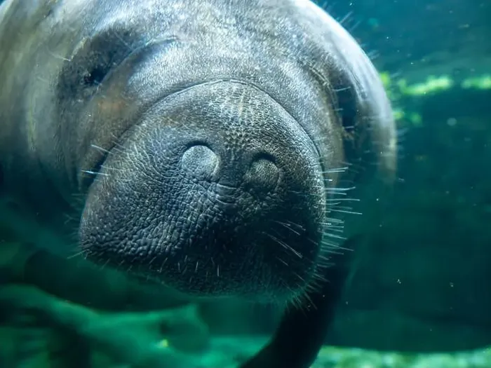Framed Print : manatee underwater looking at you close up Framed Print : manatee underwater looking at you close up